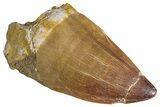 Huge, Fossil Mosasaur (Prognathodon) Tooth - Morocco #286354-1